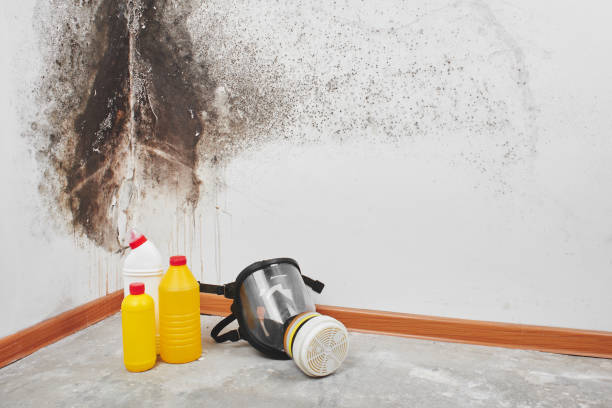 Mold Removal Process in Blauvelt, NY