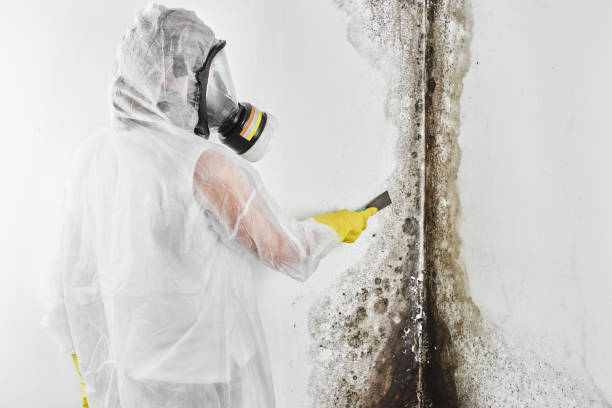 Best Mold Removal Process  in Blauvelt, NY