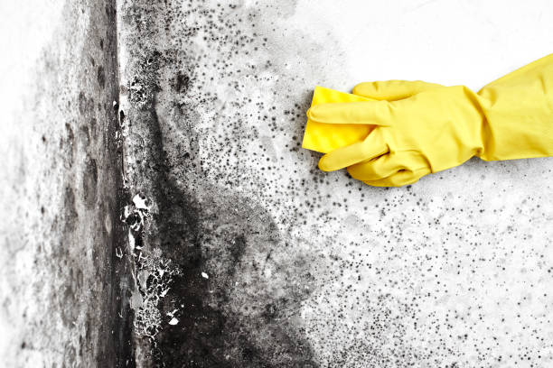 Best Emergency Mold Removal  in Blauvelt, NY