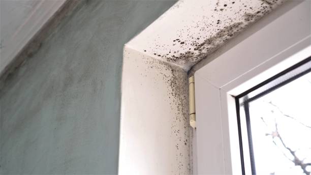 Office Mold Removal Services in Blauvelt, NY