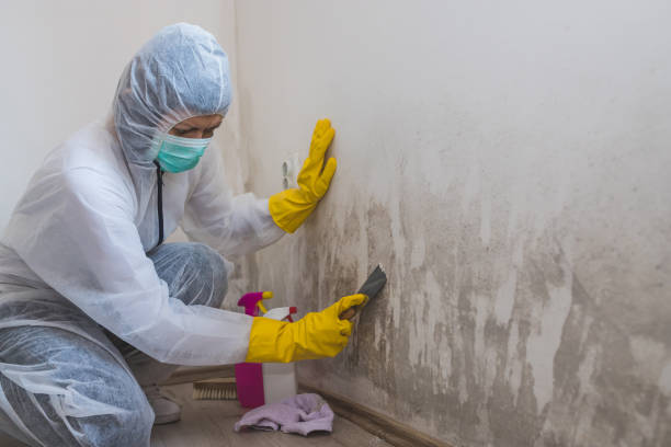 Blauvelt, NY Mold Removal Company