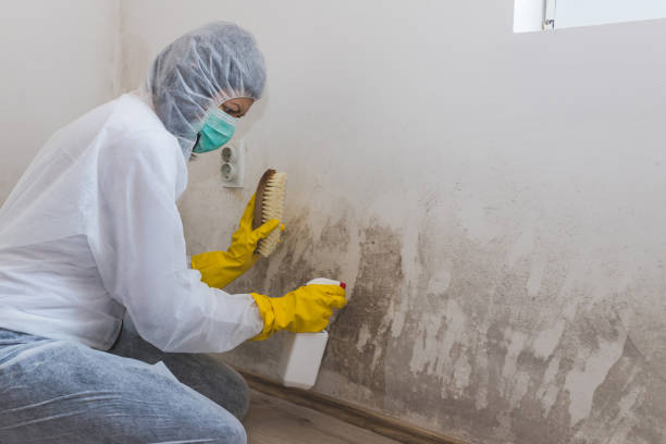 Best Mold Testing  in Blauvelt, NY