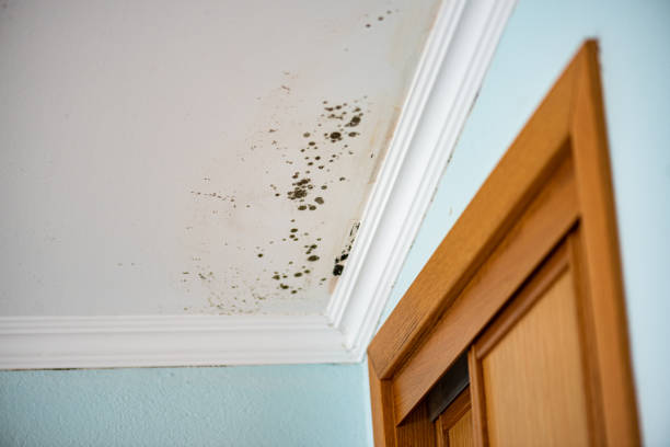 Best Local Mold Removal Service  in Blauvelt, NY