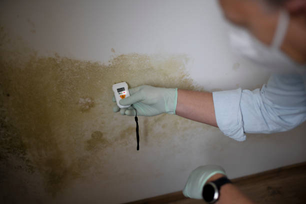 Best Mold Testing and Removal  in Blauvelt, NY
