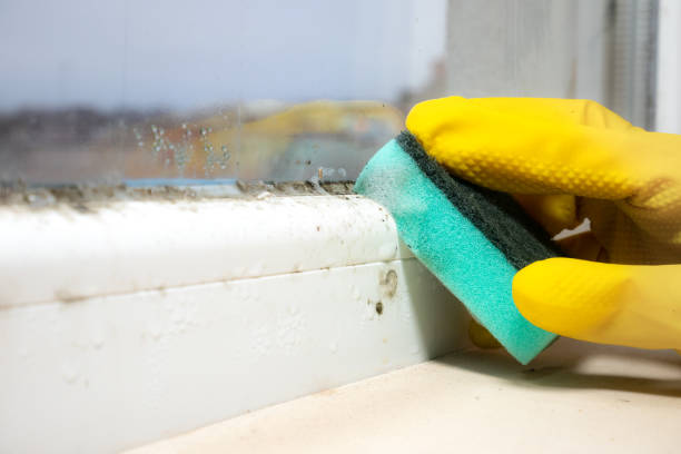 Best Attic Mold Removal  in Blauvelt, NY