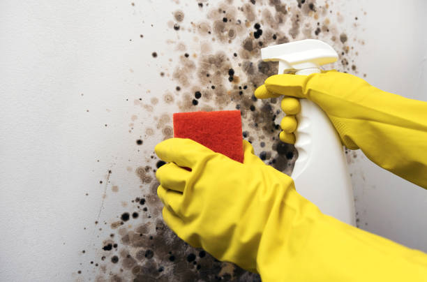 Best Black Mold Removal  in Blauvelt, NY