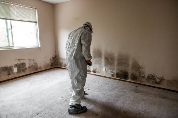 Best Certified Mold Removal  in Blauvelt, NY