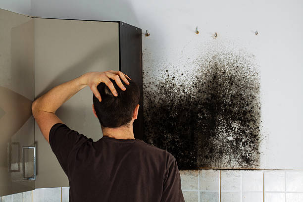 Best Black Mold Removal  in Blauvelt, NY