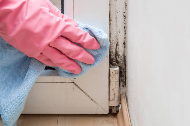 Best Toxic Mold Removal  in Blauvelt, NY