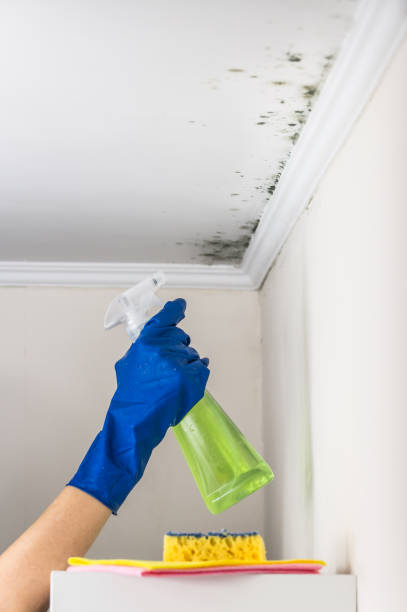 Best Residential Mold Removal  in Blauvelt, NY